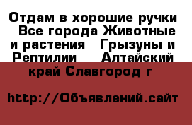 Отдам в хорошие ручки - Все города Животные и растения » Грызуны и Рептилии   . Алтайский край,Славгород г.